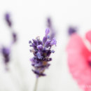 Lavender detail