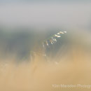 Abstract wheat on the Wolds