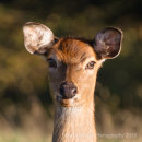 Sunlit deer