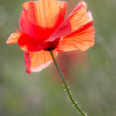 Wolds Poppy