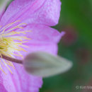 Clematis & bud