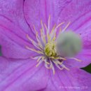 Clematis & bud