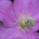 Bud tip & clematis