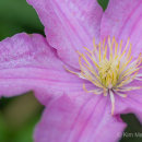 Clematis