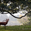 Red Deer rut