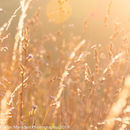 sunlit field