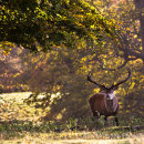 Stag in dappled light