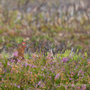 Grouse - North York Moors