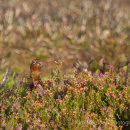 Grouse - North York Moors