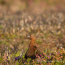 Grouse - North York Moors