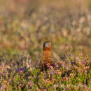 Grouse - North York Moors