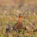 Grouse - North York Moors