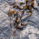 Sunlit kelp