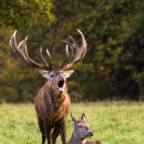 Oh do stop shouting deer!!!