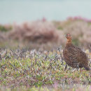 Grouse - North York Moors