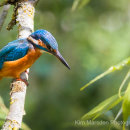 Kingfisher looking for its next meal
