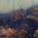 Abstract sea colours