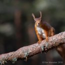 Red Squirrel 8