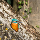 Kingfisher in the sunshine