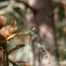 Red Squirrel 10