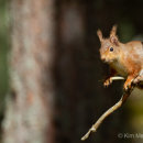 Red Squirrel 11