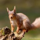Red Squirrel 12