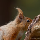 Red Squirrel 13
