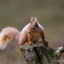 Red Squirrel 14