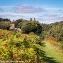 NY Moors track