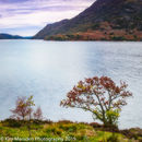 Rowan over Ullswater