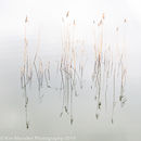 Reed reflections
