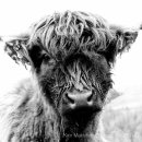Who are you looking at?