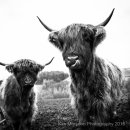 A pair of Highland Cows