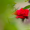 Peeping rose