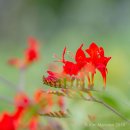 Crocosmia "Lucifer"