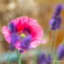 Poppy & Lavender
