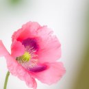 Soft poppy