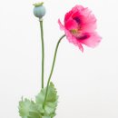 Poppy & seed head