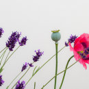 Lavender, poppy & seed head