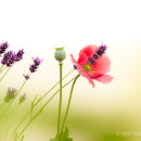 Lavender, poppy & seed head