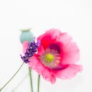 Lavender, poppy & seed head