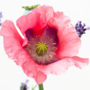 Poppy