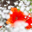 Amongst the gypsophylia