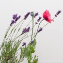 Lavender & Poppy