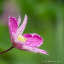 Sunbathing Clematis