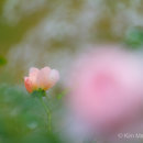 Rose bud