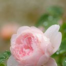 Raindrops on roses