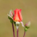 Raindrops on rose buds