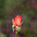 Rose bud in sunshine & shower
