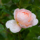 Raindrops on rose
